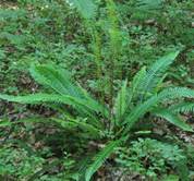 Blechnum-spicant