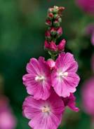 Miniature Hollyhock