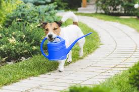 dog-holding-watering-can